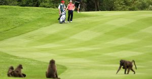 where-was-the-golf-course-built-are-those-baboons.jpg